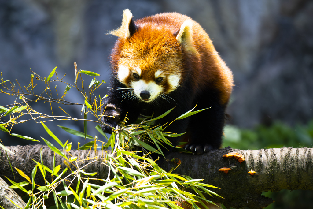 Ailurus fulgens2