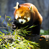 Ailurus fulgens2