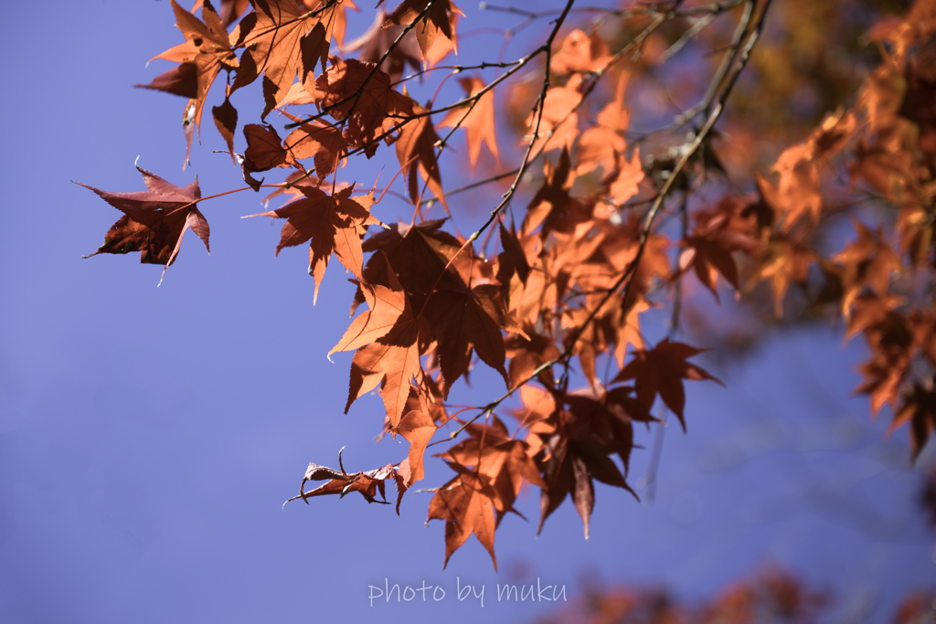 光る紅葉