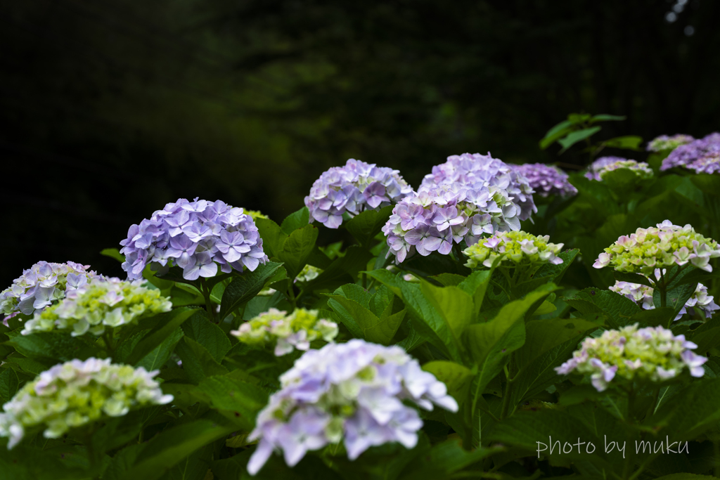 成就院の紫陽花１