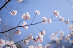 青空に寒桜２