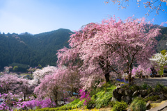 見下ろす桜