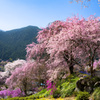 見下ろす桜
