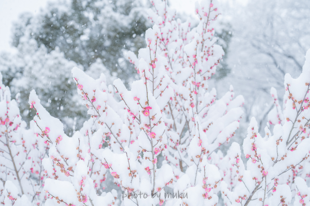 紅梅に雪化粧２