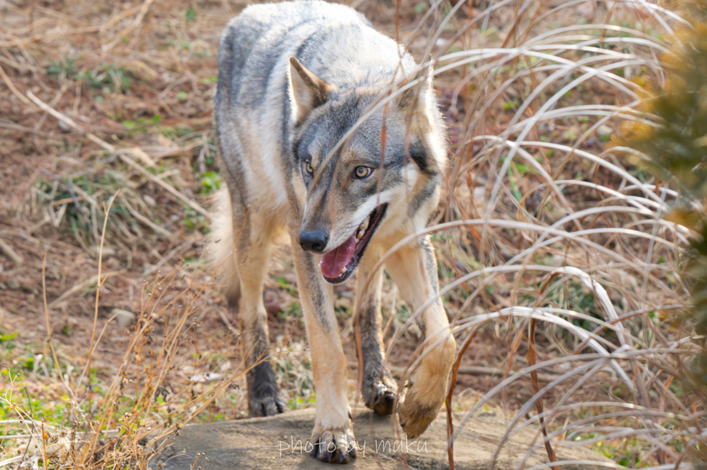 GRAY WOLF２