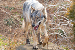 GRAY WOLF２