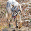 GRAY WOLF２