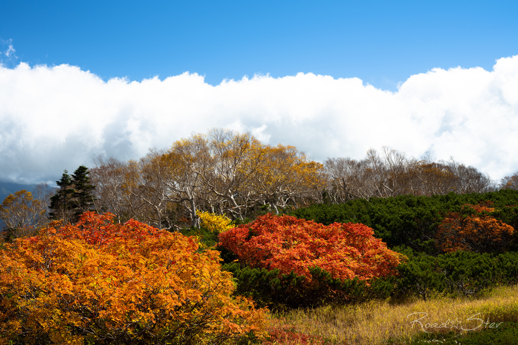 宝徳雷神近辺の紅葉