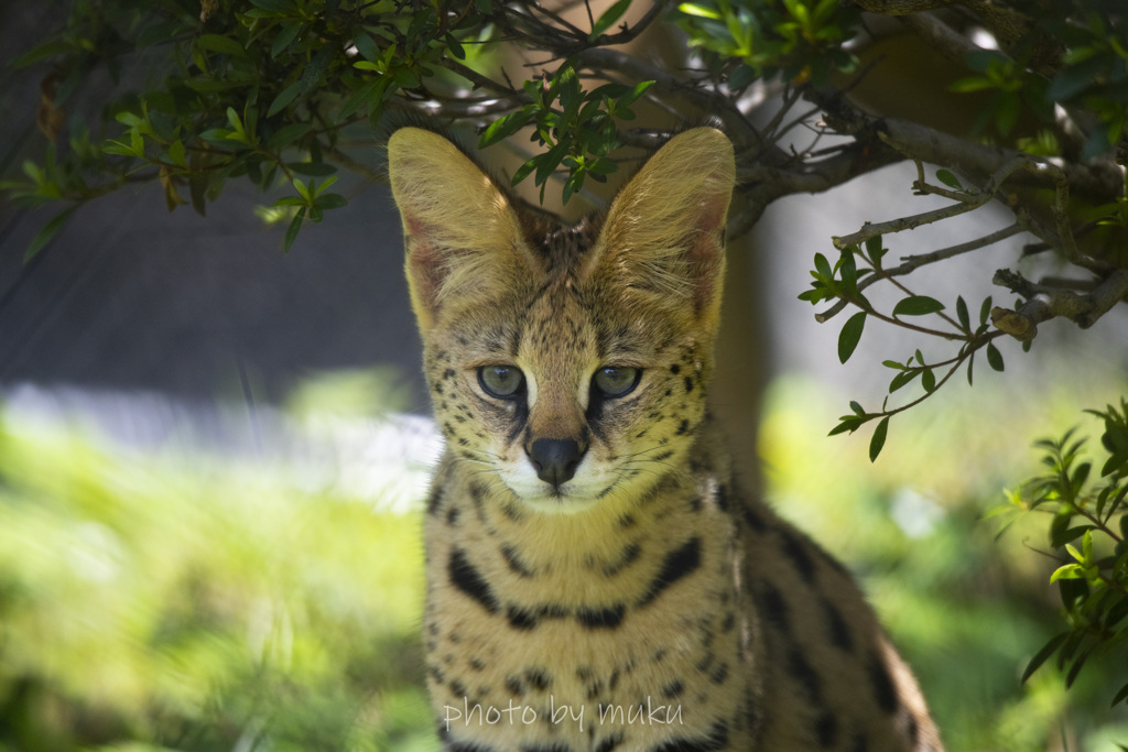 Leptailurus serval３