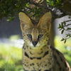 Leptailurus serval３