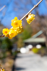 ロウバイのある境内３