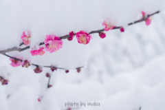 紅梅に雪化粧４