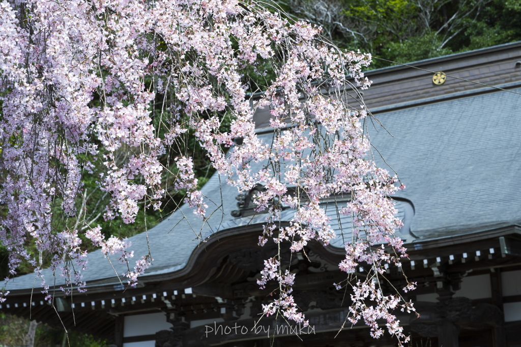 本堂と桜