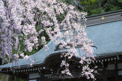 本堂と桜