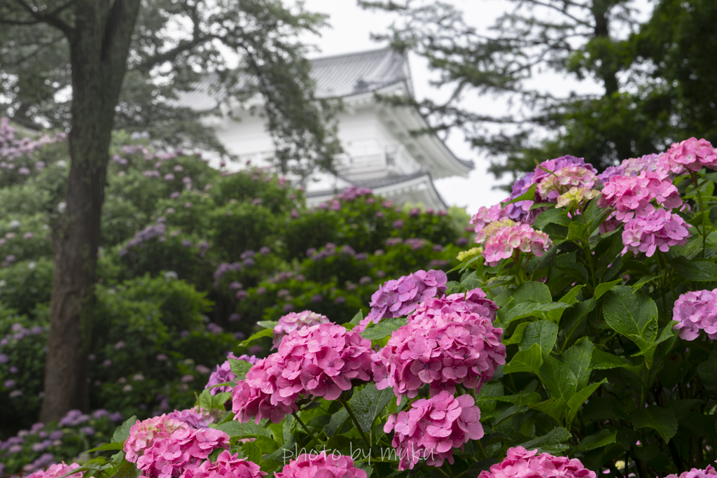 小田原城址公園の紫陽花３