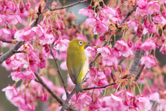 春の蜜祭り３