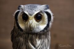 フクロウdays３－２