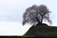 丘の桜