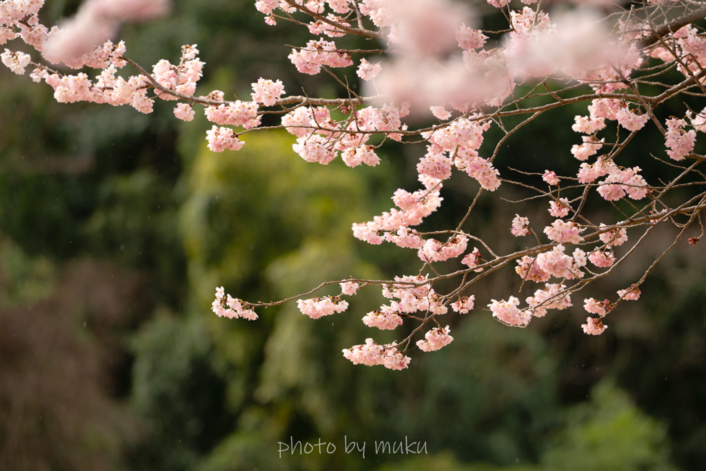 春めき桜２