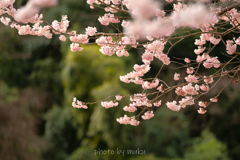 春めき桜２
