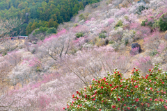 湯河原梅園