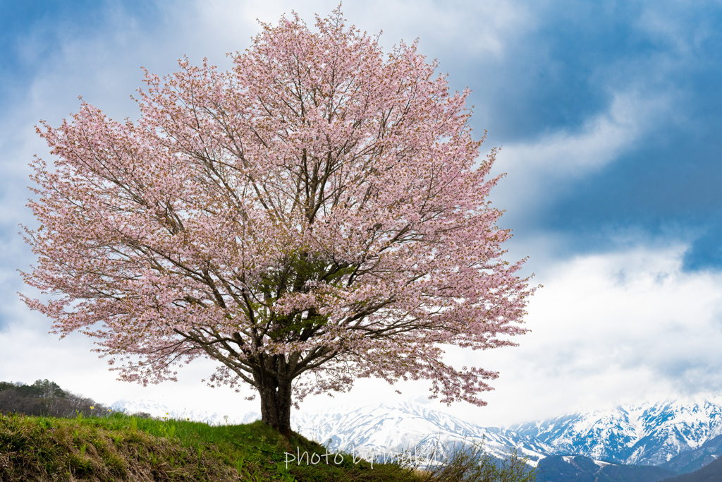 野平の一本桜