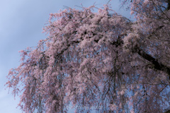 春光