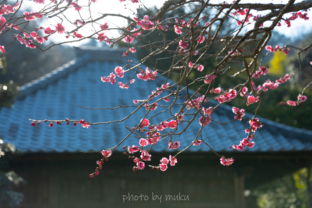 紅梅に瓦屋根３