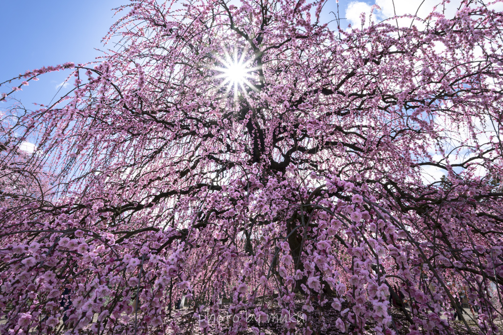 鈴鹿の森６