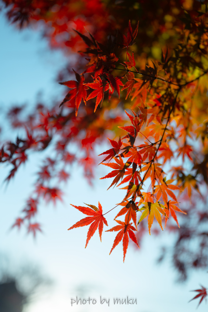 溶けていく色彩