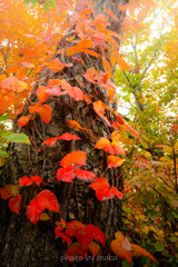 蔦紅葉