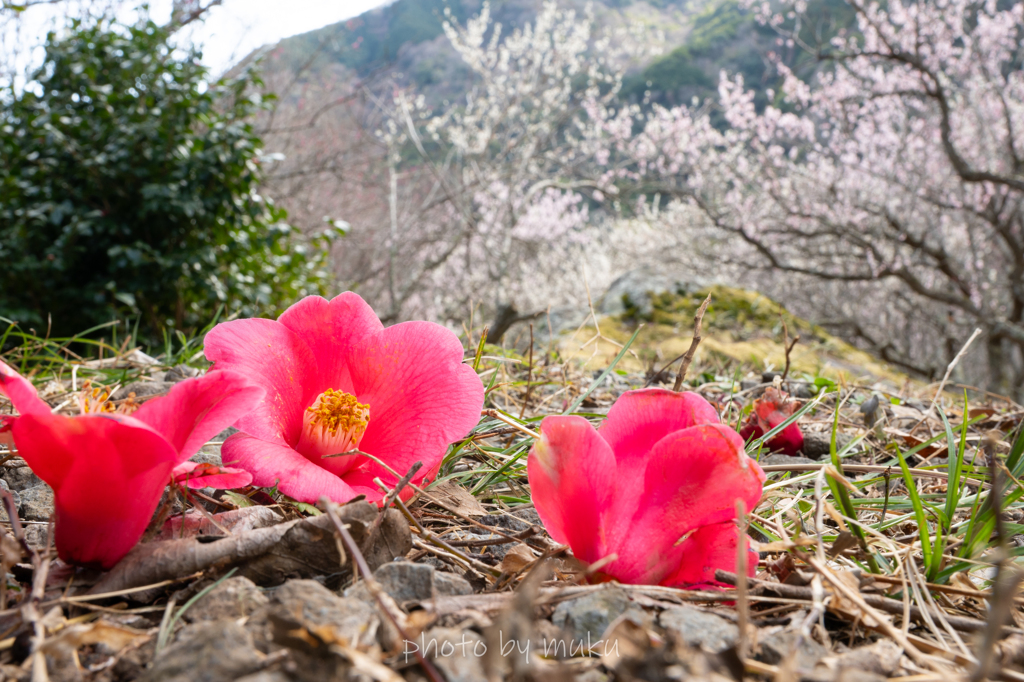 梅園の落椿