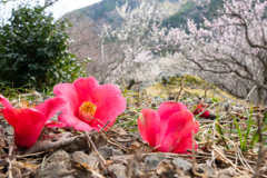 梅園の落椿