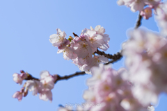 青空に寒桜３