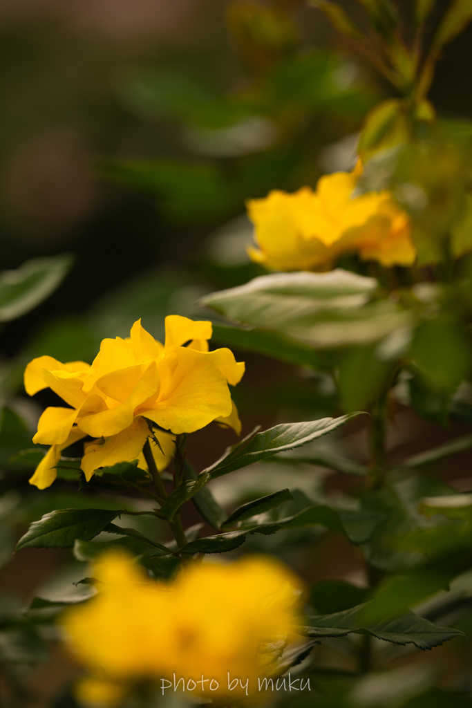 秋薔薇１０