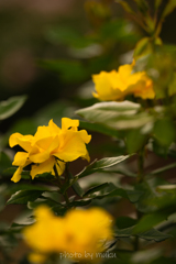 秋薔薇１０