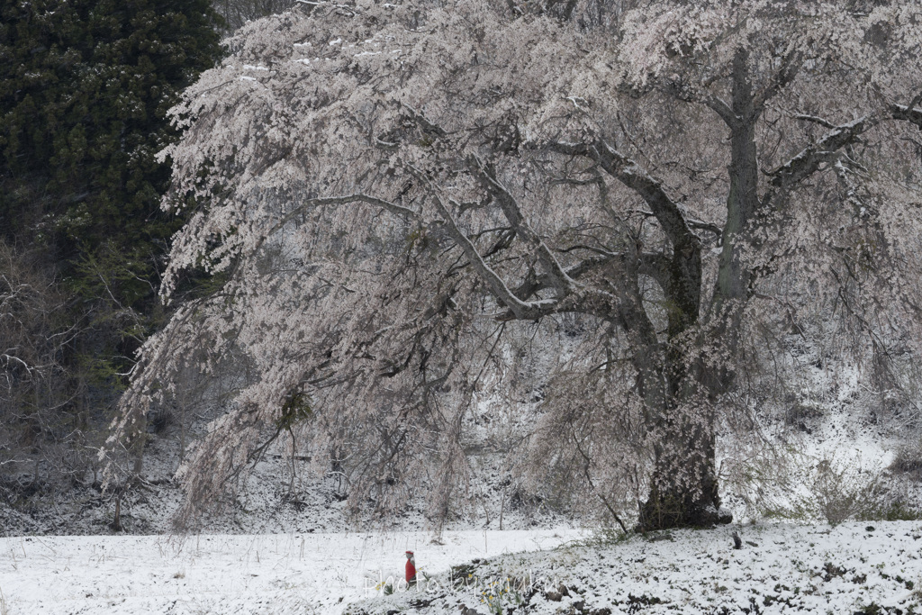 上発地の雪景色