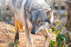 GRAY WOLF１