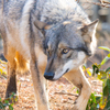 GRAY WOLF１