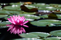 water lily2