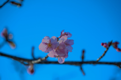 親水公園の桜１