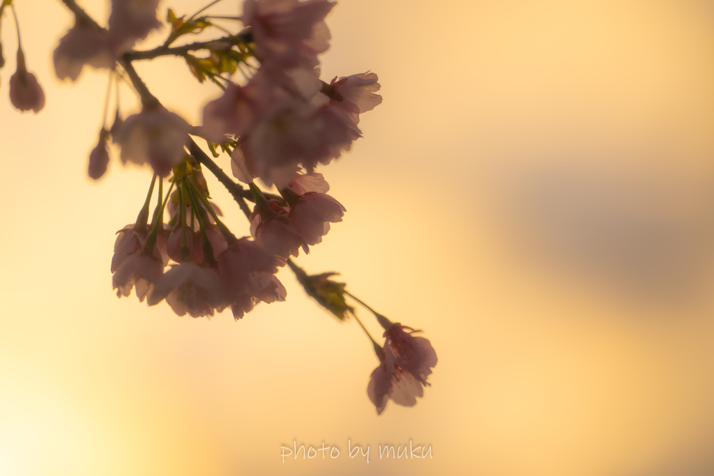 桜花
