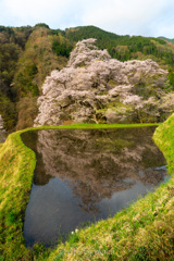 駒つなぎの桜２