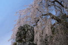 桜の元の祈り