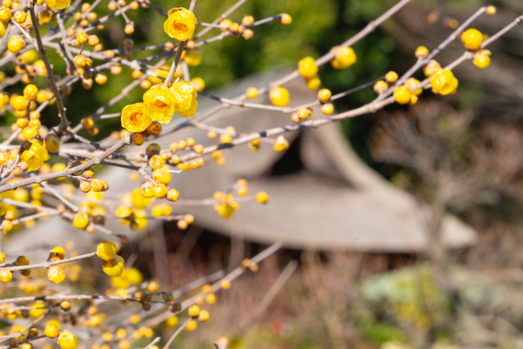 ロウバイのある境内１