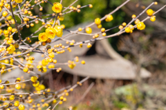 ロウバイのある境内１