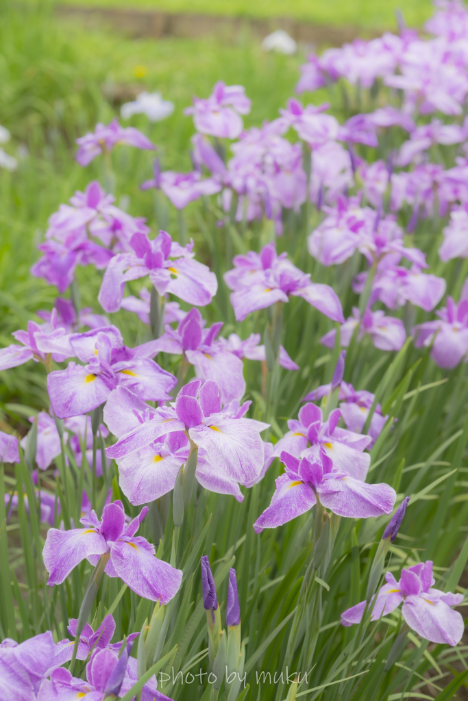 吹上の花菖蒲園４