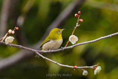 お久しぶりの梅ジロー２