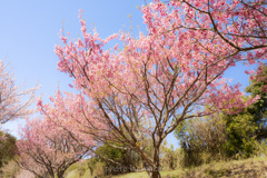 早春の桜並木