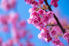 早咲き土肥桜